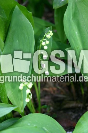 erste-Maigloeckchen.jpg